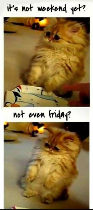 A humorous meme featuring two photos of a fluffy cat with a slightly disgruntled expression. The top photo has the caption "it's not weekend yet?" and the bottom photo follows up with "not even Friday?" The captions playfully express the cat's disappointment upon realizing the weekend is still some time away, a sentiment many people can relate to as they anticipate a break from the weekly routine. The cat's fluffy face and big, round eyes add a cute and comedic effect to the meme's message of m…